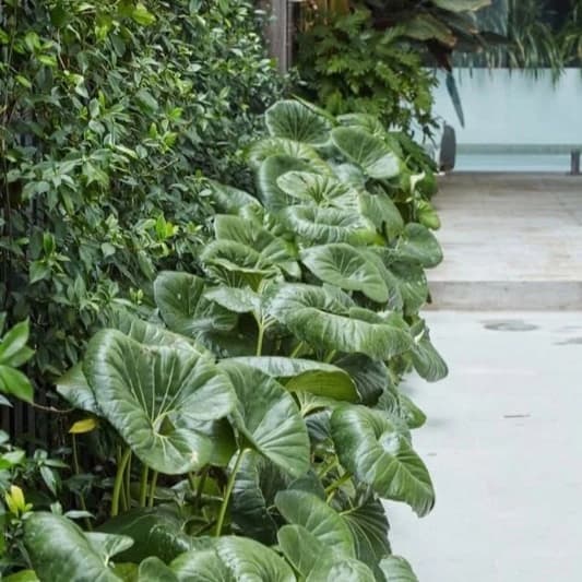 Plantation & végétalisation